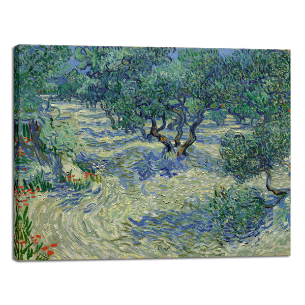 Olive Grove Canvas Print of Vincent Van Gogh