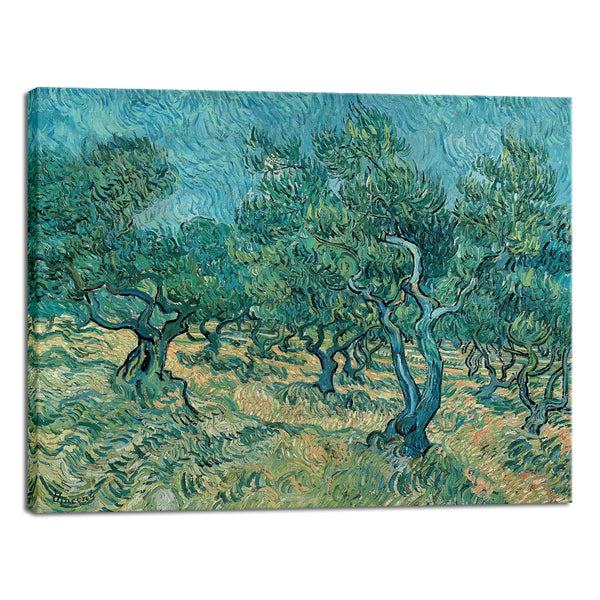 Olive Grove 2 Canvas Print of Vincent Van Gogh