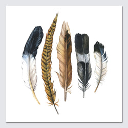 Colorful Feathers Pictures Canvas Prints